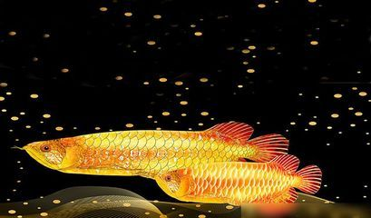 金龍魚為什么是金色的，如何鑒別金龍魚的金色