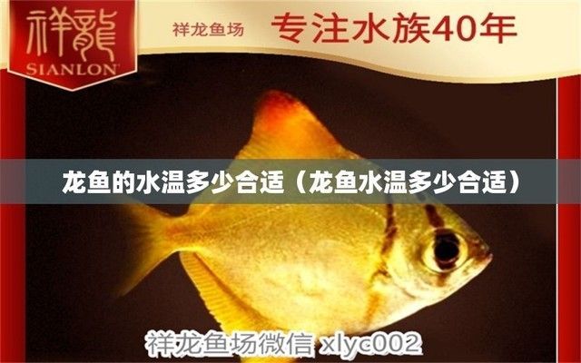 龍魚水溫要多少度才能養，養殖龍魚的理想水溫范圍是22至28攝氏度，養殖龍魚時需要注意什么