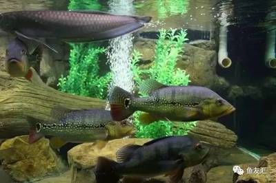 巴西亞魚繁殖環境優化（優化巴西亞魚的繁殖環境需要綜合考慮水質管理、繁殖行為的理解）