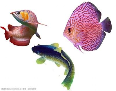 龍魚設(shè)計(jì)，龍魚設(shè)計(jì)在文化中的應(yīng)用