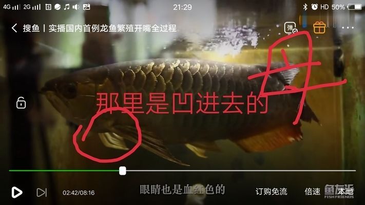 怎么選金龍魚公母圖解，如何分辨金龍魚的公母