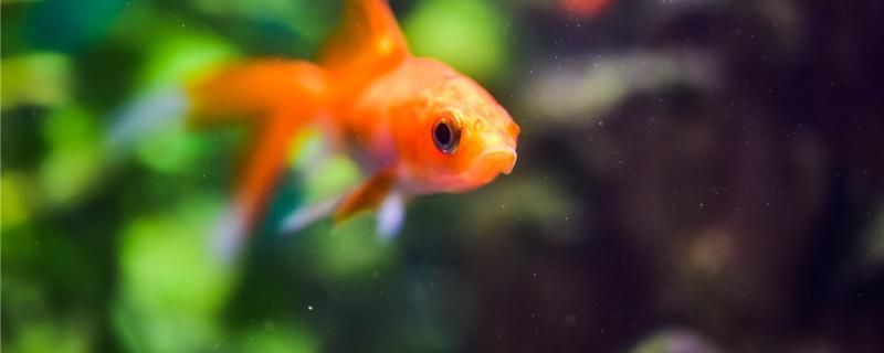 龍魚水質(zhì)要求高嗎? 龍魚水質(zhì)要求ph是多少