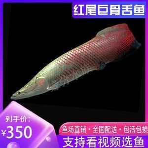 雷龍魚批發(fā)去哪里（雷龍魚批發(fā)市場信譽(yù)評價(jià)）