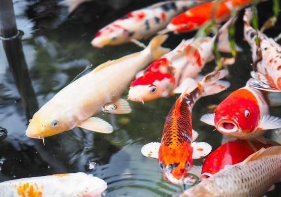 龍魚蒙眼用什么藥治療（ 龍魚蒙眼下什么藥）