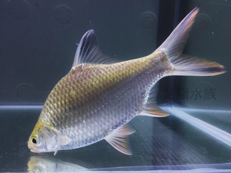 龍魚混養泰國鯽，泰國鯽魚和龍魚可以混養嗎？