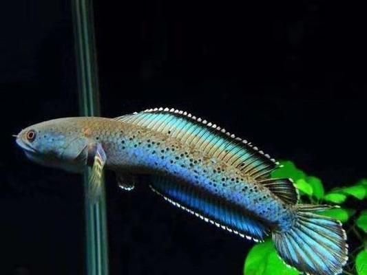 貴陽上門回收魚缸電話號碼 貴陽市魚缸批發市場 貴陽上門回收魚缸電話號碼 貴陽市魚缸批發市場 龍魚百科 第3張