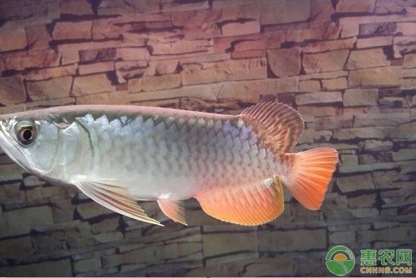 什么品種的龍魚好看又好養活的，過背金龍魚是最好看的龍魚之一，過背金龍魚是最好看的