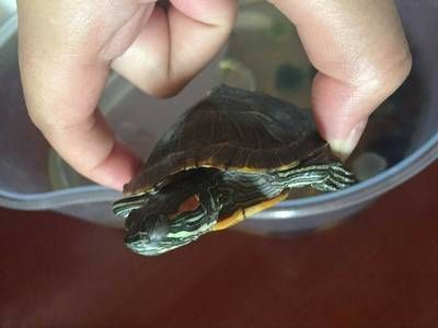 魚缸過濾棉長蟲怎么辦（魚缸過濾棉有蟲子怎么辦）