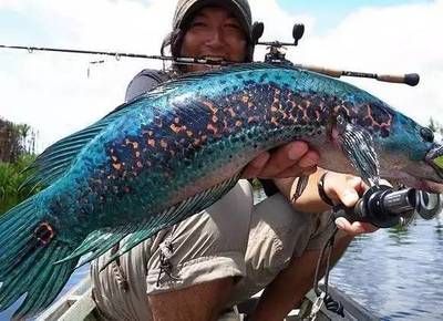 雷龍魚在哪里抓，云南瀾滄江雷龍魚捕撈技巧,海南島雷龍魚分布特點,雷龍魚最佳捕捉季節探究