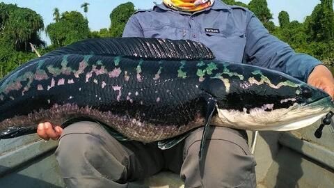 雷龍魚在哪里抓，云南瀾滄江雷龍魚捕撈技巧,海南島雷龍魚分布特點,雷龍魚最佳捕捉季節探究