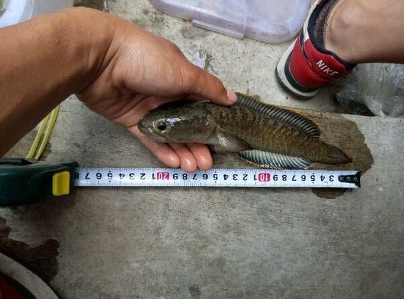 雷龍魚在哪里抓，云南瀾滄江雷龍魚捕撈技巧,海南島雷龍魚分布特點,雷龍魚最佳捕捉季節探究