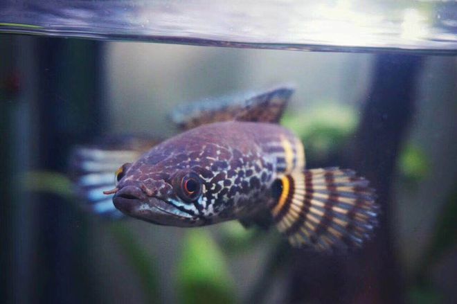 雷龍魚在哪里抓，云南瀾滄江雷龍魚捕撈技巧,海南島雷龍魚分布特點,雷龍魚最佳捕捉季節探究