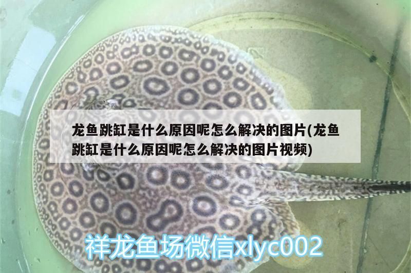龍魚和虎魚可以混養(yǎng)嗎圖片欣賞（龍魚與虎魚混養(yǎng)追打掉鱗片）