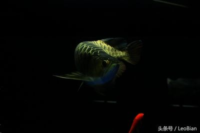 龍魚攝影