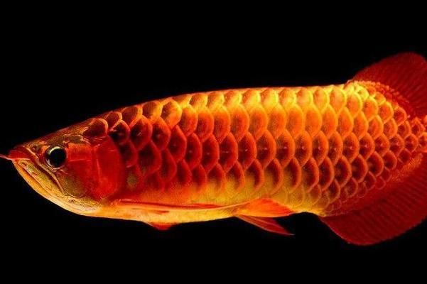 清洗魚缸用什么消毒液好呢 清洗魚缸用什么消毒液好呢圖片