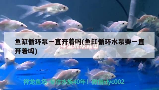 遼寧鞍山魚缸批發(fā)地址電話號碼是多少啊(遼寧鞍山觀賞魚批發(fā)市場) 龍魚百科 第3張 遼寧鞍山魚缸批發(fā)地址電話號碼是多少啊(遼寧鞍山觀賞魚批發(fā)市場) 遼寧鞍山魚缸批發(fā)地址電話號碼是多少啊(遼寧鞍山觀賞魚批發(fā)市場) 龍魚百科 第3張