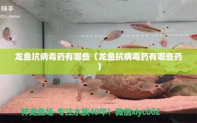龍魚特效抗菌藥是什么，龍魚特效抗菌藥的使用誤區(qū)