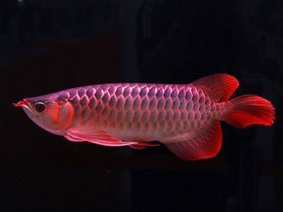 廣州龍魚批發市場營業時間表最新價格，