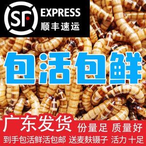 金龍魚最大能長多重，關于金龍魚的最大體重的一些詳細信息 金龍魚最大能長多重，關于金龍魚的最大體重的一些詳細信息 龍魚百科 第3張