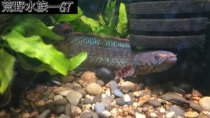 雷龍魚體型排行榜前十名，雷龍魚體型排行榜