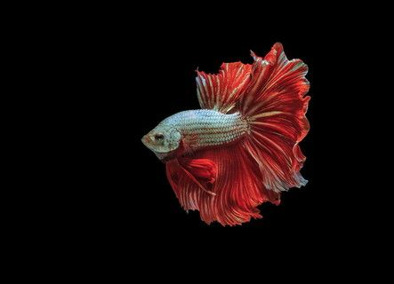 龍魚背景圖用什么顏色的好看（如何選擇龍魚背景圖的顏色）