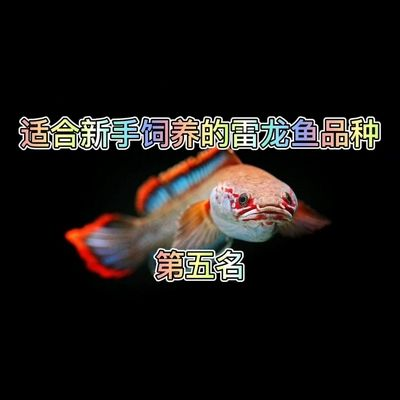 雷龍魚哪種最貴最好養，目前市場上最貴的雷龍魚品種是什么？