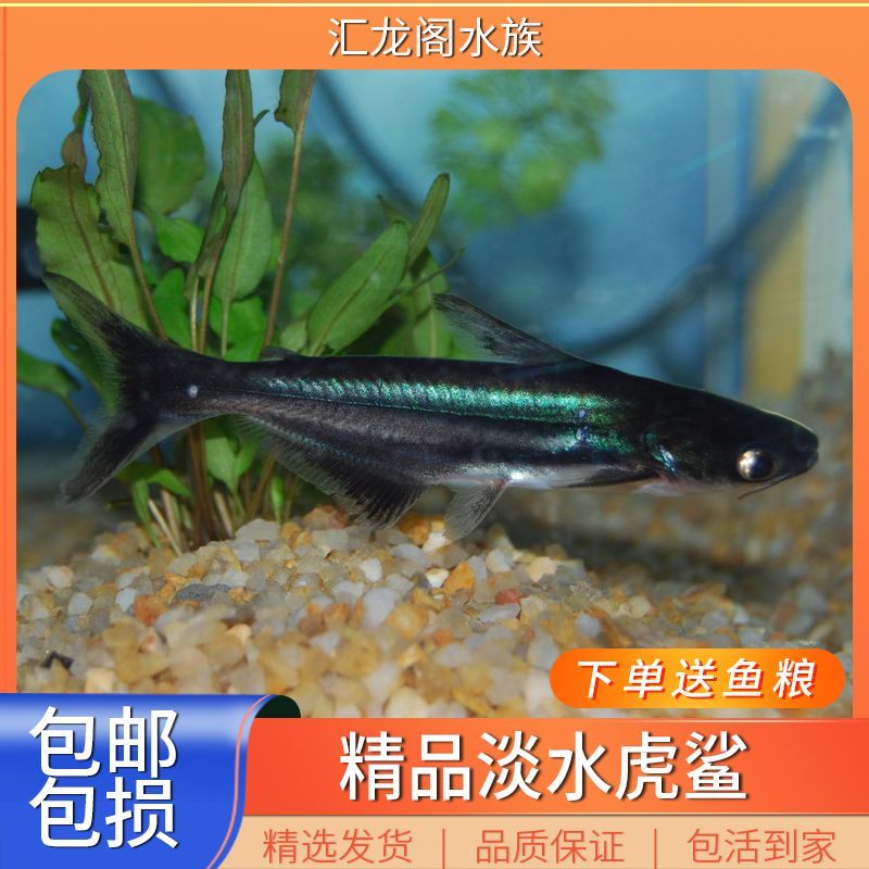 龍魚配魚幾條最好養(yǎng)活，如何選擇適合龍魚的配魚