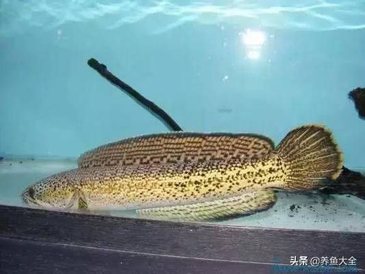 什么品種雷龍魚好看又漂亮，好看又漂亮的雷龍魚品種，雷龍魚色彩變化原因是什么