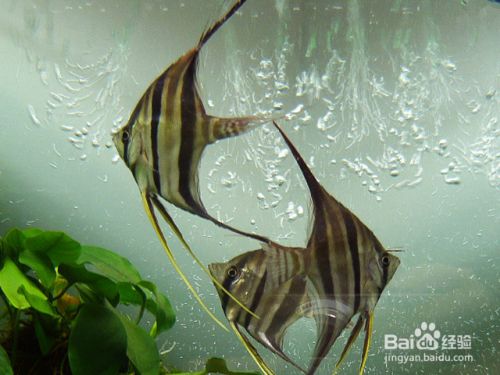 雷龍魚眼睛看不見了怎么治（雷龍魚視力）