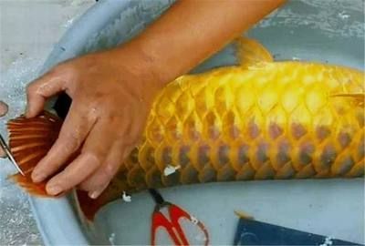 金龍魚膠須為啥剪下來，金龍魚膠須為何被剪下來