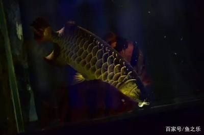 龍魚是誰的兒子，龍魚并非龍的直系后代，被稱為螭吻或魚龍，它的文化寓意探究