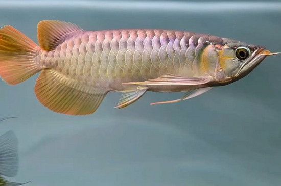 金龍魚總是在缸底游怎么回事啊,為什么金龍魚總是待在水族箱的底部 龍魚百科 第5張 金龍魚總是在缸底游怎么回事啊,為什么金龍魚總是待在水族箱的底部 金龍魚總是在缸底游怎么回事啊,為什么金龍魚總是待在水族箱的底部 龍魚百科 第5張
