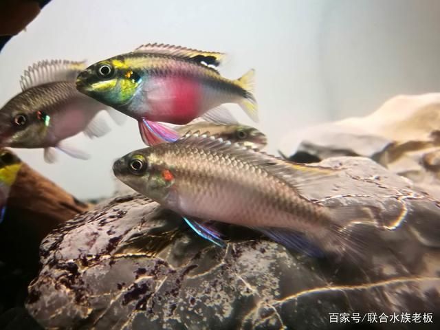 最好養的雷龍魚排名第一是什么魚：最好養的雷龍魚排名第一，探秘養殖界的明星—彩虹雷龍