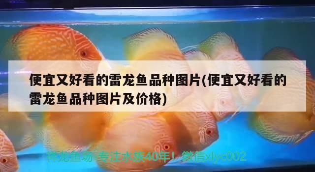 魚缸圖片和價格尺寸對照表(魚缸價格及圖片尺寸一千右左)