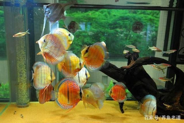 錦鯉和龍魚可以一起混養嗎_