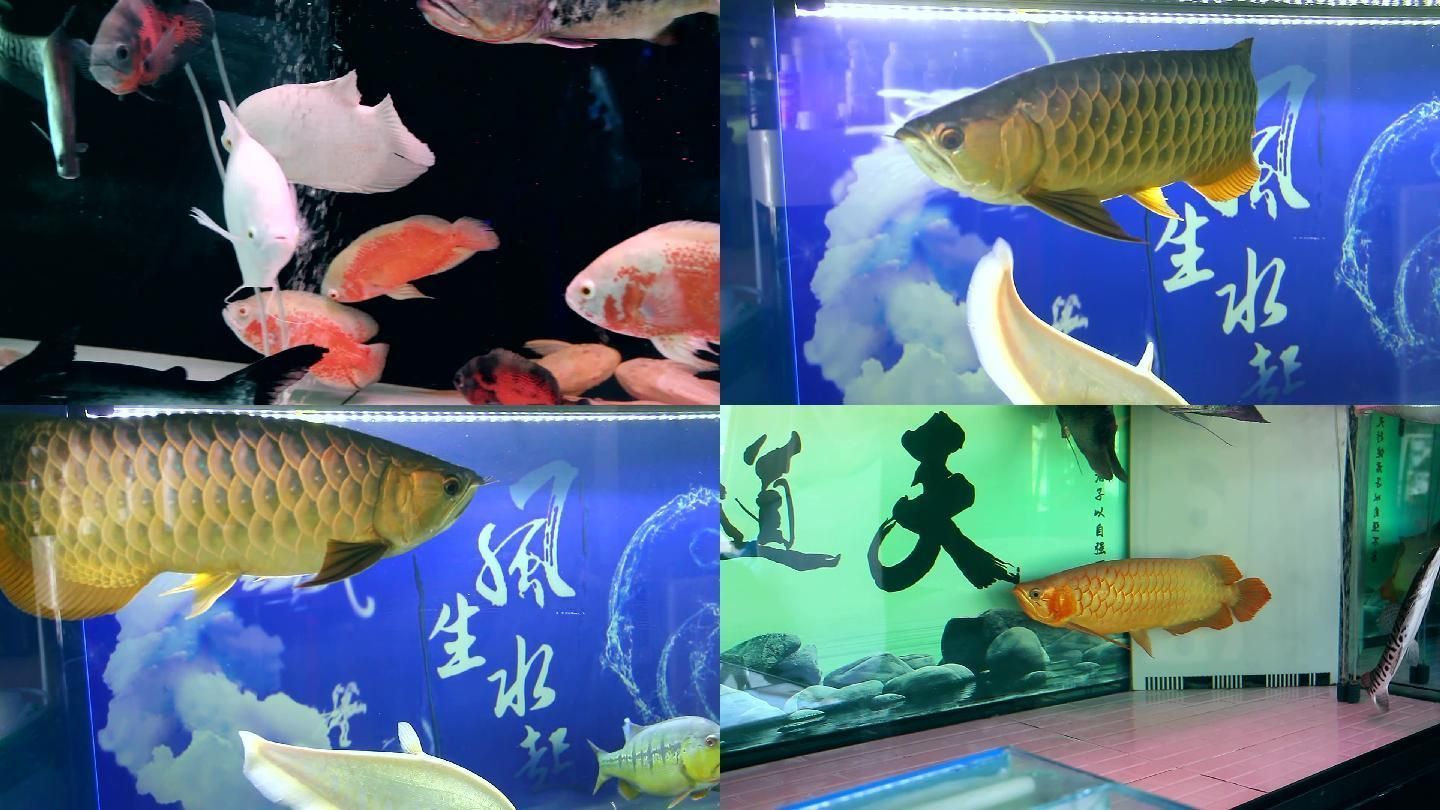 龍魚大戰地圖魚，龍魚和地圖魚混養成功案例龍魚地圖魚混養成功案例 龍魚大戰地圖魚，龍魚和地圖魚混養成功案例龍魚地圖魚混養成功案例 龍魚百科 第6張