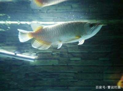 饒平金龍魚生產基地招聘信息（饒平金龍魚生產基地） 饒平金龍魚生產基地招聘信息（饒平金龍魚生產基地） 觀賞魚百科 第2張