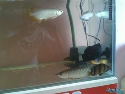 饒平金龍魚生產基地招聘信息（饒平金龍魚生產基地） 饒平金龍魚生產基地招聘信息（饒平金龍魚生產基地） 觀賞魚百科 第1張