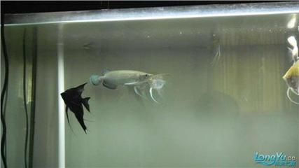 青龍魚能活多久啊怎么養，青龍魚的壽命和養殖方式 青龍魚能活多久啊怎么養，青龍魚的壽命和養殖方式 龍魚百科 第6張