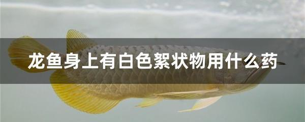 北京魚缸專賣吉祥水族的簡(jiǎn)單介紹