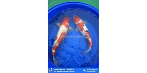 龍魚批發祥龍魚場（祥龍魚場龍魚價格及種類）