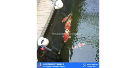 龍魚批發(fā)祥龍魚場（祥龍魚場龍魚價(jià)格及種類）