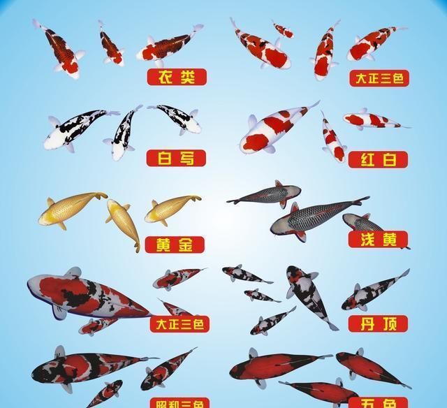 龍魚批發(fā)祥龍魚場（祥龍魚場龍魚價(jià)格及種類）
