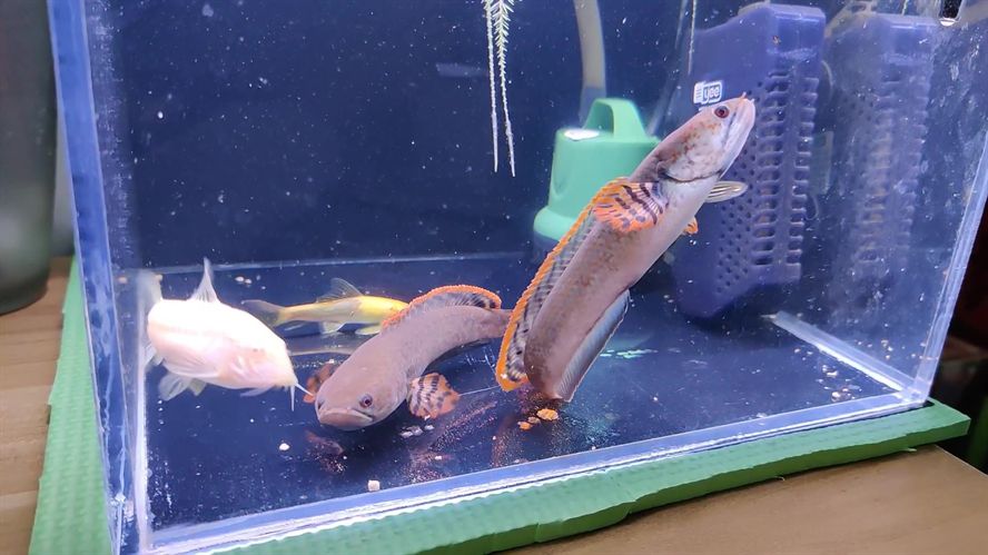 雷龍魚喂多少，雷龍魚喂食量應根據其年齡、大小和活動水平來確定 雷龍魚喂多少，雷龍魚喂食量應根據其年齡、大小和活動水平來確定 龍魚百科 第5張