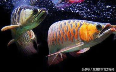 龍魚和什么魚搭配風水好一點，龍魚與金魚的搭配 龍魚和什么魚搭配風水好一點，龍魚與金魚的搭配 龍魚百科 第5張
