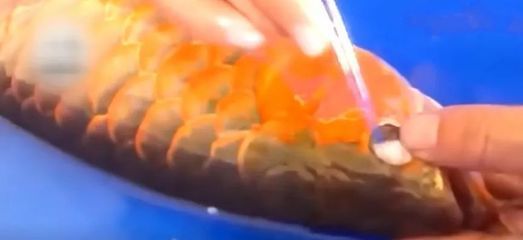 金龍魚眼部修剪：金龍魚眼部修剪手術