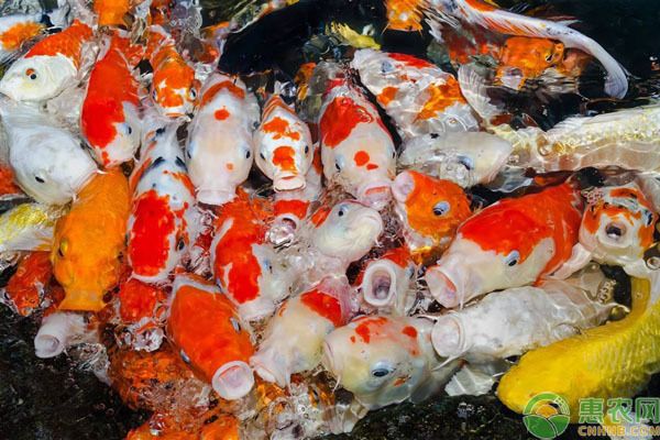 魚缸怎么修補好看圖片(魚缸怎么修補好看圖片視頻)