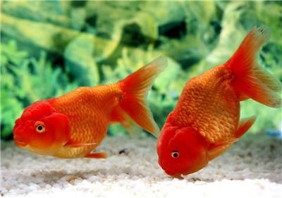 魚缸里的白石子可以養花嗎圖片（魚缸白色石子擺放圖片）