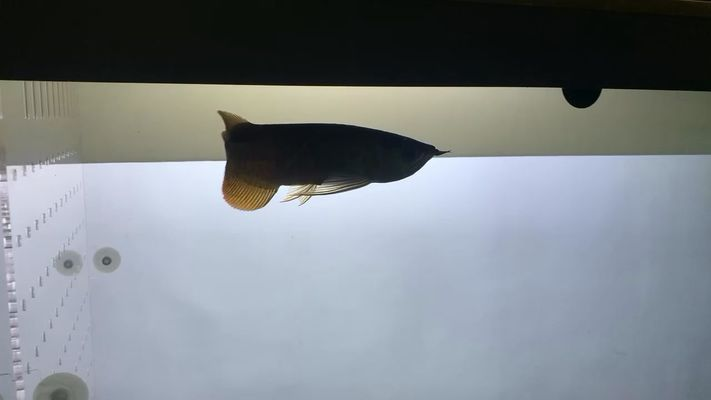 龍魚交流微信群，合肥龍魚交流微信群加入龍魚交流微信群需要通過特定的渠道