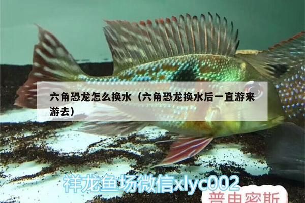 生態(tài)魚缸百科知識(shí)（生態(tài)魚缸效果圖）